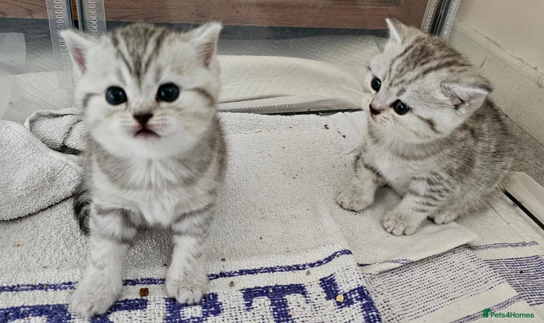 British Shorthair cats for sale: Black silver british shorthair kittens - Advert 1
