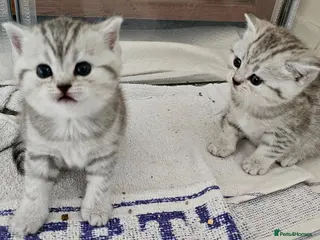 British Shorthair cats TICA Black silver british shorthair kittens - Advert 3