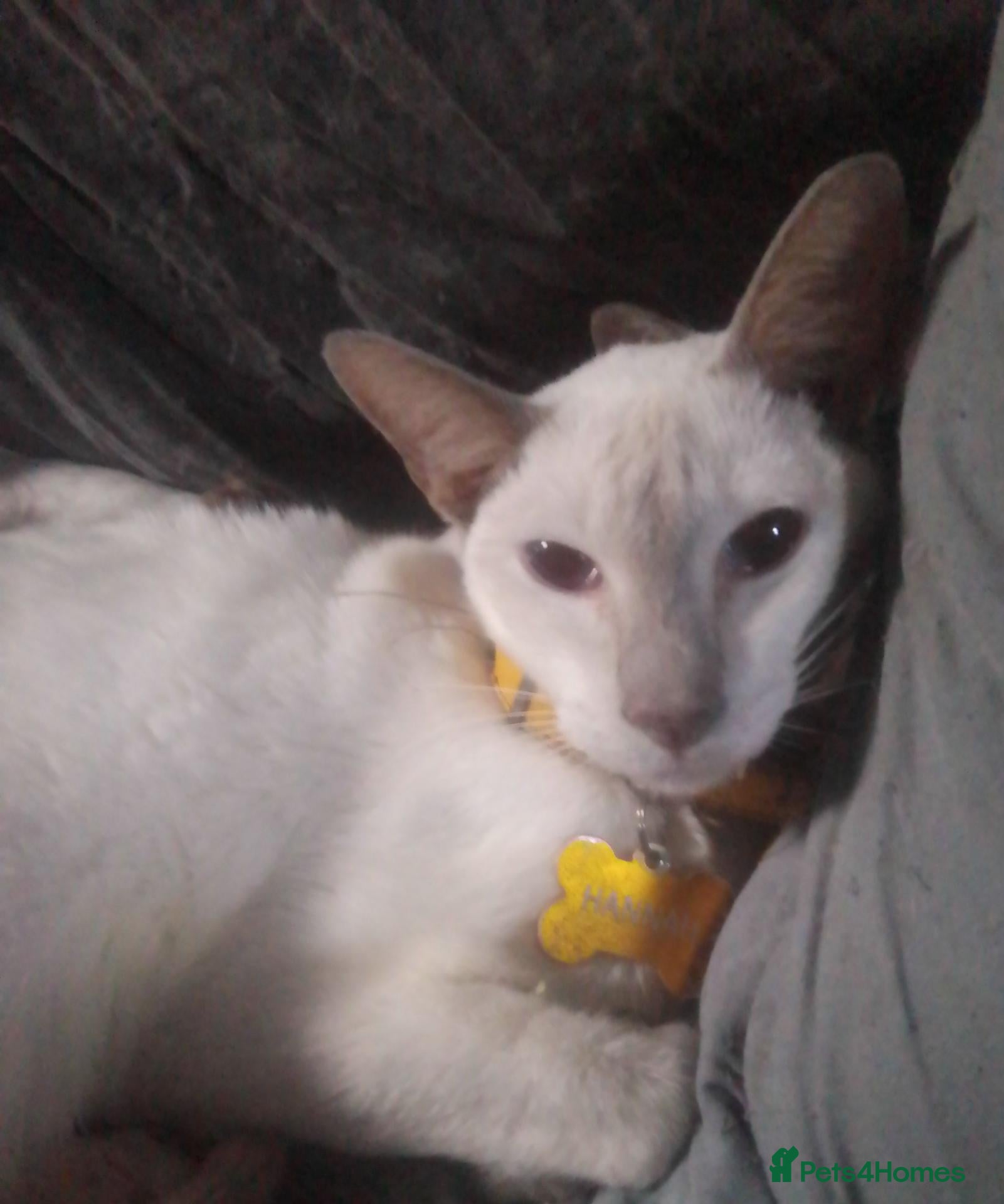 Siamese cats Siamese cats - Advert 3