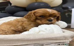Cavalier King Charles Spaniel dogs for sale: ONE RUBY BOY LEFT Cavalier King Charles  - Image 10