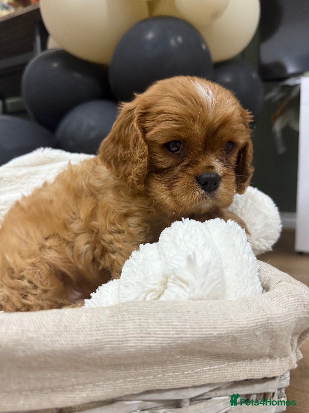 Cavalier King Charles Spaniel dogs for sale: ONE RUBY BOY LEFT Cavalier King Charles  - Image 10