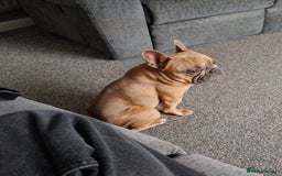 French Bulldog dogs for sale: Frenchie Male age 2.5  - Advert 5