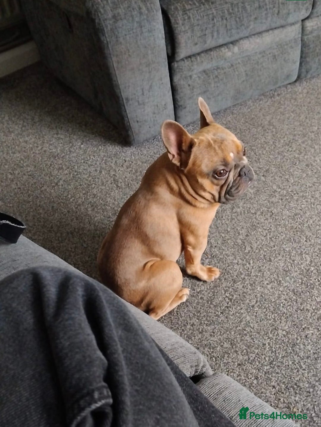French Bulldog dogs for sale: Frenchie Male age 2.5  - Advert 5