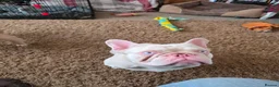 French Bulldog dogs for sale: 2yr old French-bulldog Boy in Kettering - Advert 7