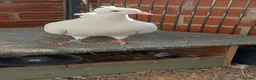 Pigeons birds for sale: Bonded females pigeon and dove pair. Free - Advert 3