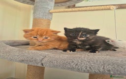 Mixed Breed cats for sale: Super friendly, fluffy kittens! 😻 - Image 20