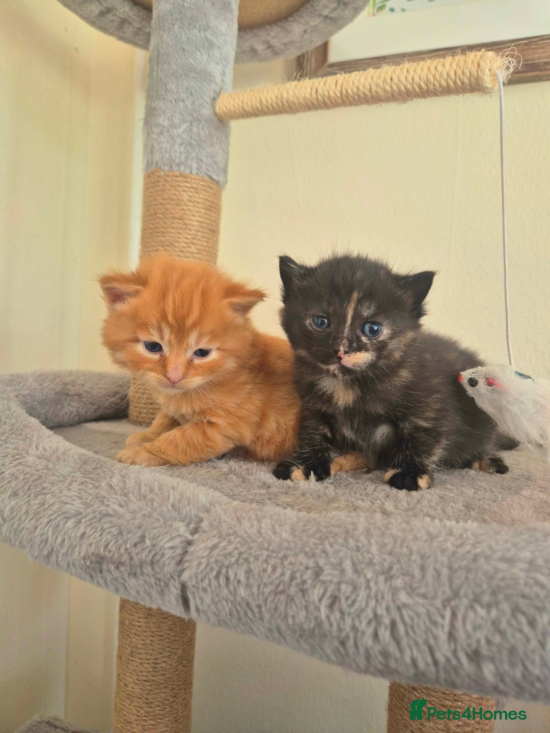Mixed Breed cats for sale: Super friendly, fluffy kittens! 😻 - Image 20