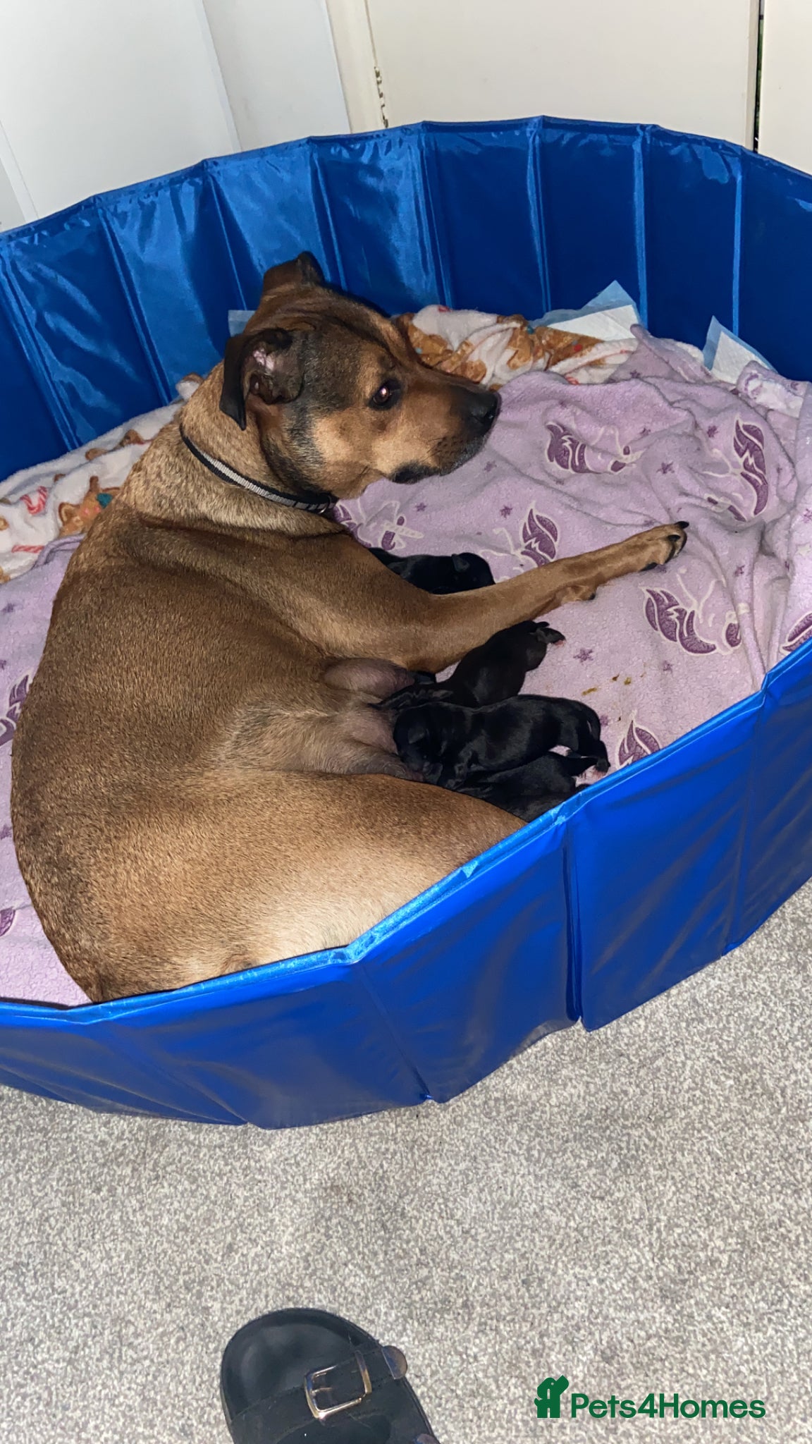 Mixed Breed dogs Mixed breed puppy’s  - Advert 2