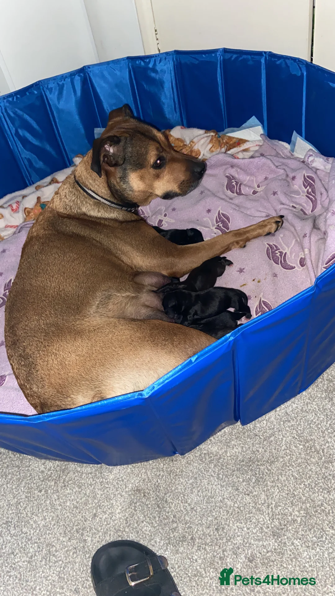 Mixed Breed dogs for sale: Mixed breed puppy’s  - Advert 1