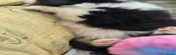 Australian Shepherd dogs for sale: Australian Shepherd  - Advert 23