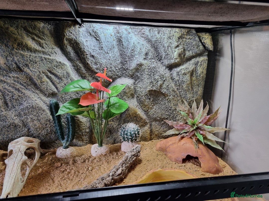 Gecko reptiles for sale: Leopard Gecko for sale - Advert 8