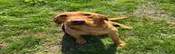 Labrador Retriever dogs for sale: KC Reg Red Female Labrador  - Advert 3