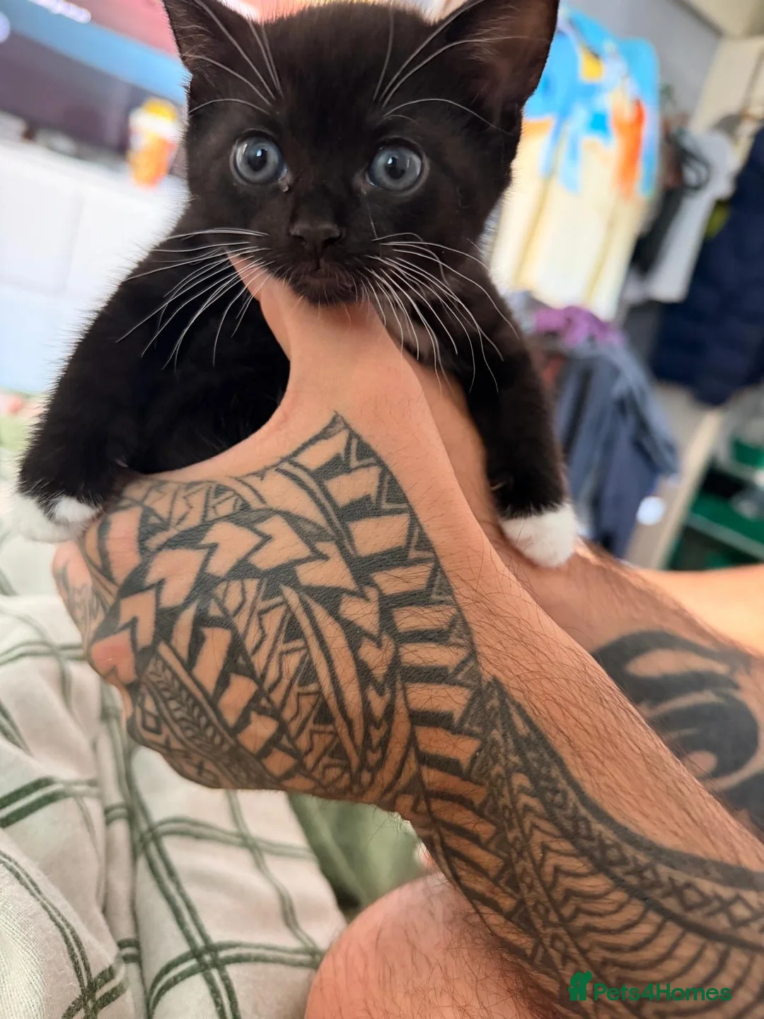 Domestic Shorthair cats for sale: 🐱 Adorable Black & White Tuxedo Kitten in Chelmsford - Advert 6