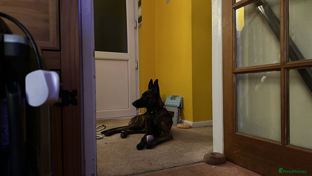 Mixed Breed dogs for sale: PENDING MEET & GREET - Lurcher X German Shepard  - Advert 8