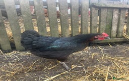 Chickens poultry for sale: Laying hens for sale - Image 5