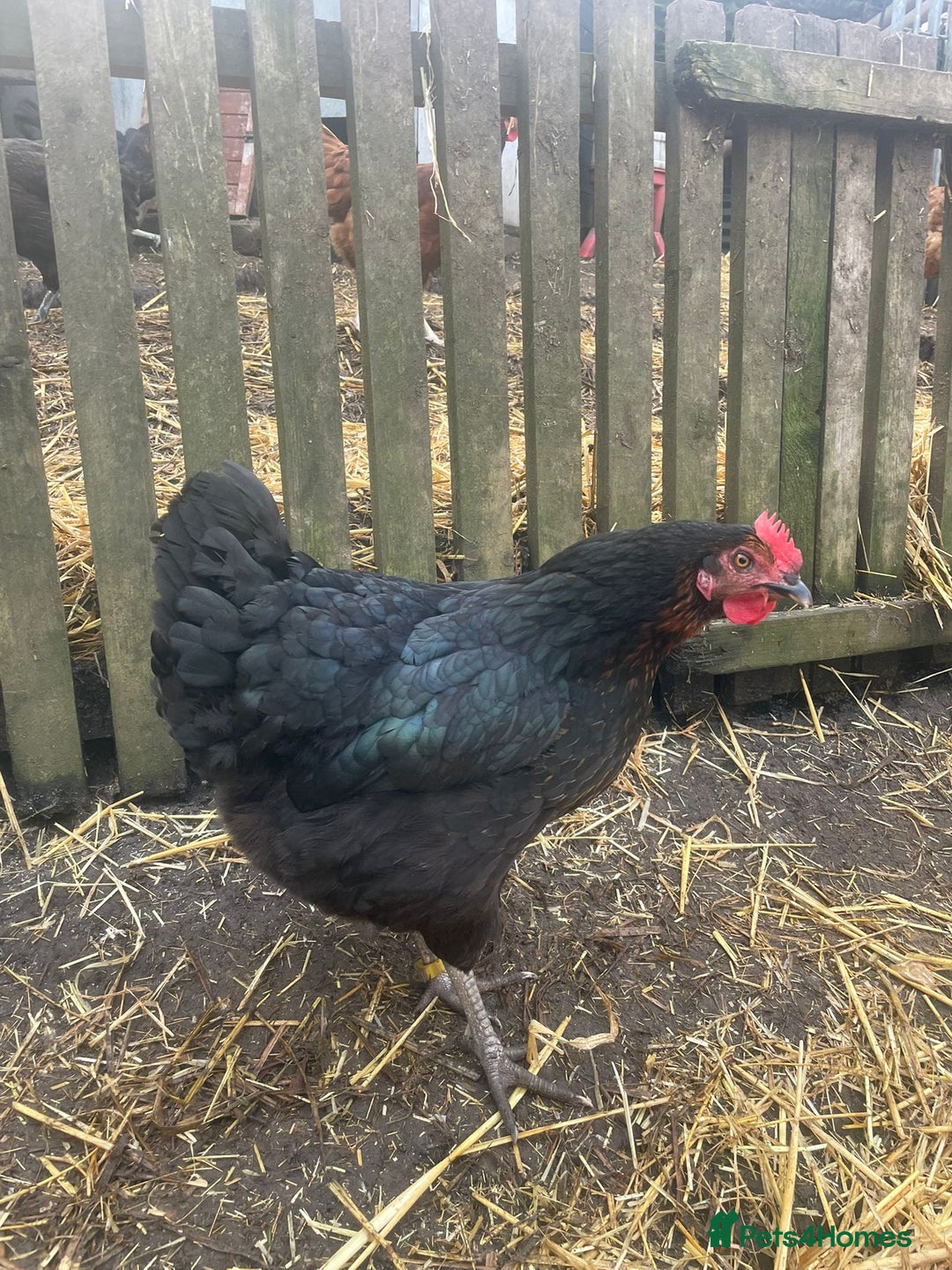 Chickens poultry for sale: Laying hens for sale - Image 5