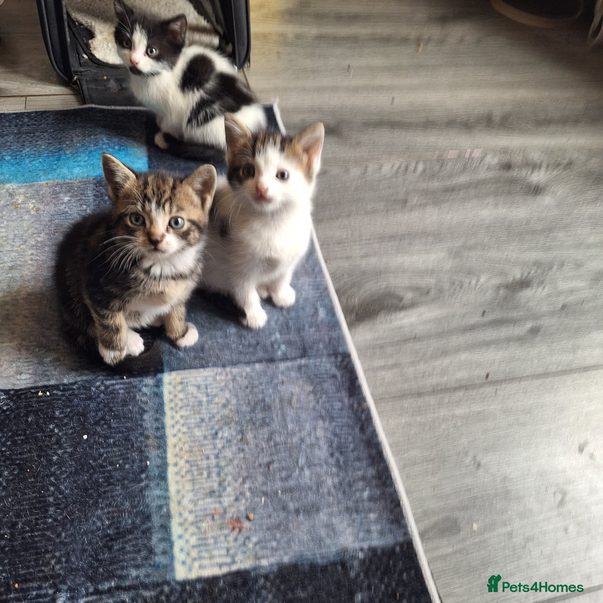 Mixed Breed cats 3 kittens ready for new homes  - Advert 1