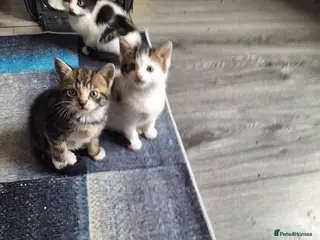 Mixed Breed cats 3 kittens ready for new homes - Advert 1