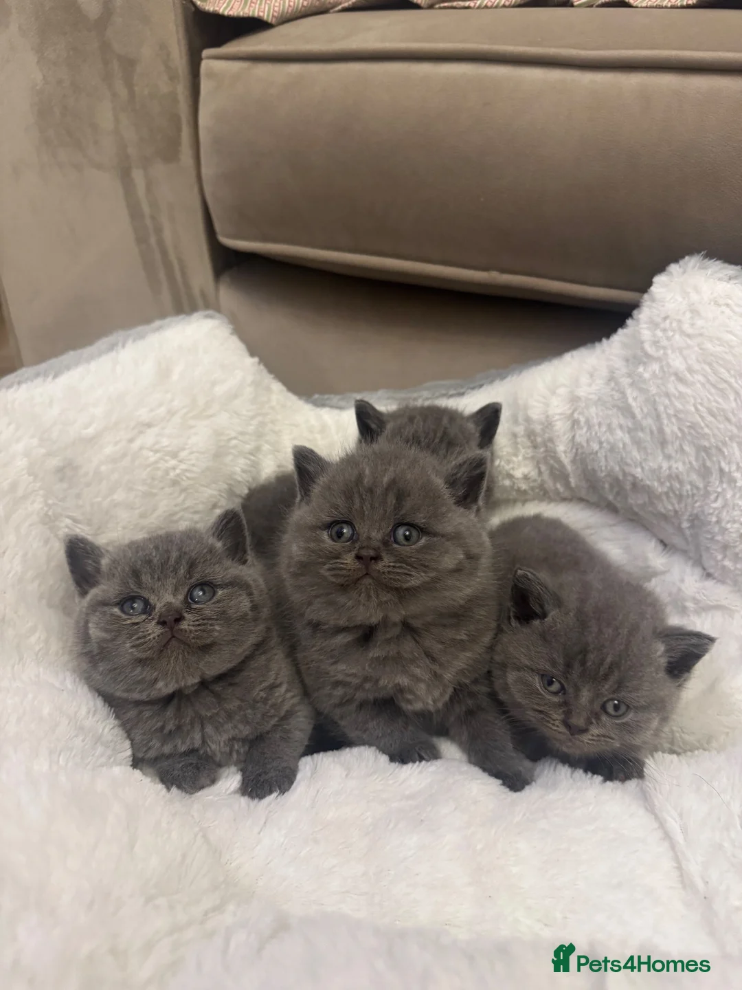 British Shorthair cats for sale: GCCF champion Blue British shorthair kittens. - Advert 2