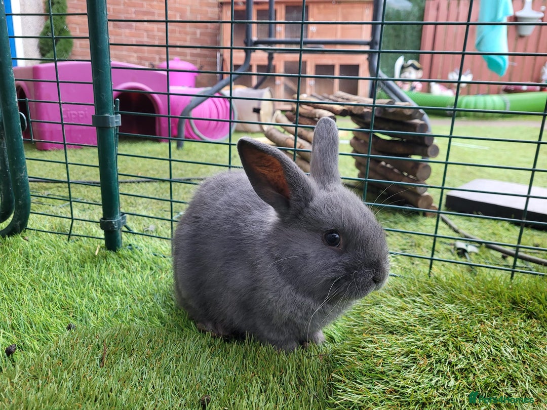 Mixed Breed rabbits for sale: Beautiful Rabbits - READY TO RESERVE - Advert 16