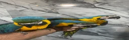 Macaws birds for sale: Baby HandReared Friendly Super Tame Cuddly Macaw in Nottingham - Advert 5