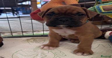 Boxer dogs - Advert 7