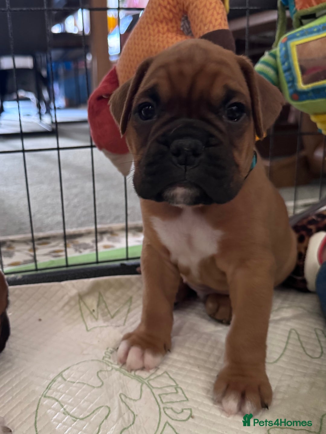 Boxer dogs for sale: 10 Boxer X Puppies - Ready 13th October - Image 3