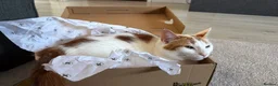 Domestic Shorthair cats for sale: 1 year old female cats for rehome in Bridgwater - Advert 2