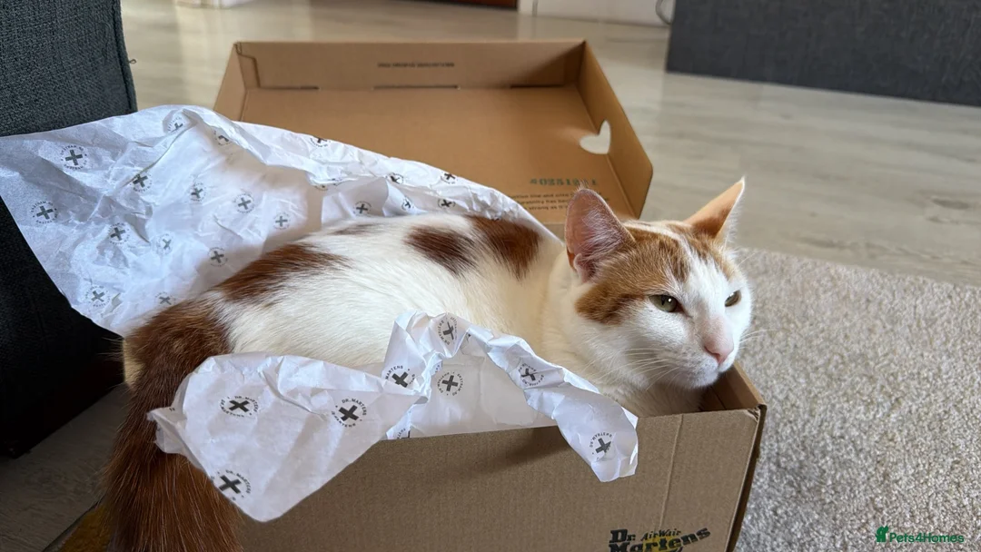Domestic Shorthair cats for sale: 1 year old female cats for rehome in Bridgwater - Advert 2