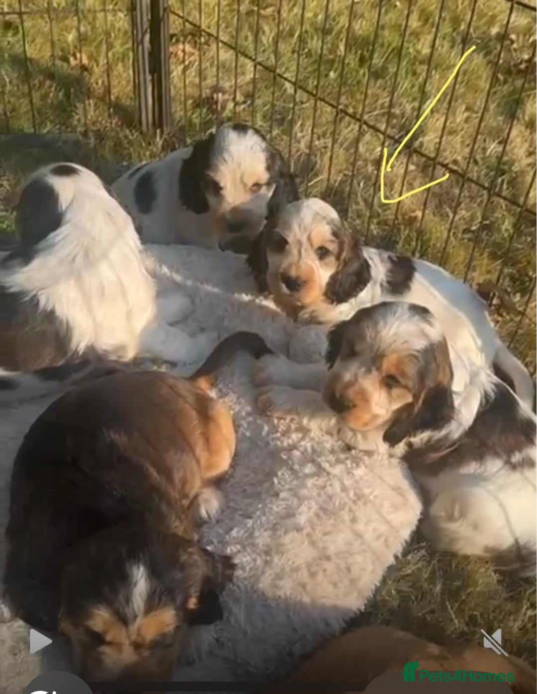 Cocker Spaniel dogs for sale: STUNNING Rizi Bizi sired Cocker puppies DNA Tested - Image 25