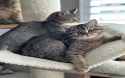 British Shorthair cats for sale: READY NOW! 2 available girls - Advert 14