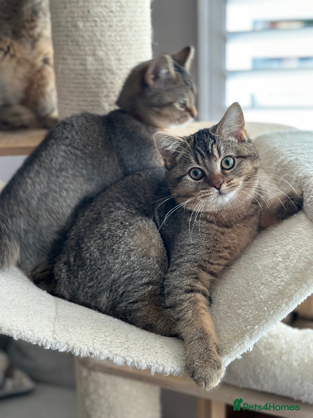 British Shorthair cats for sale: READY NOW! 2 available girls - Advert 14