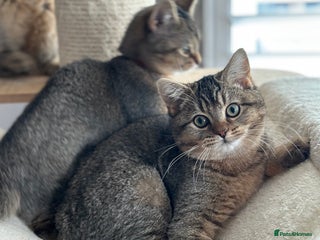 British Shorthair cats READY NOW! 1 available girls - Advert 16