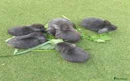 Mini Lop rabbits for sale: 6 beautiful baby mini lop bunnies 🐰  - Image 3