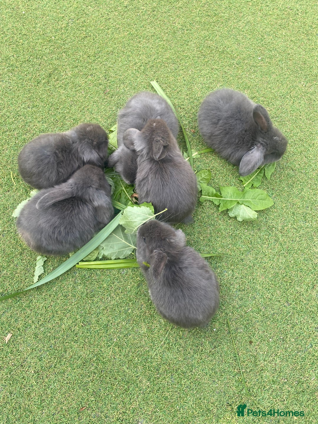 Mini Lop rabbits for sale: 6 beautiful baby mini lop bunnies 🐰  - Image 3