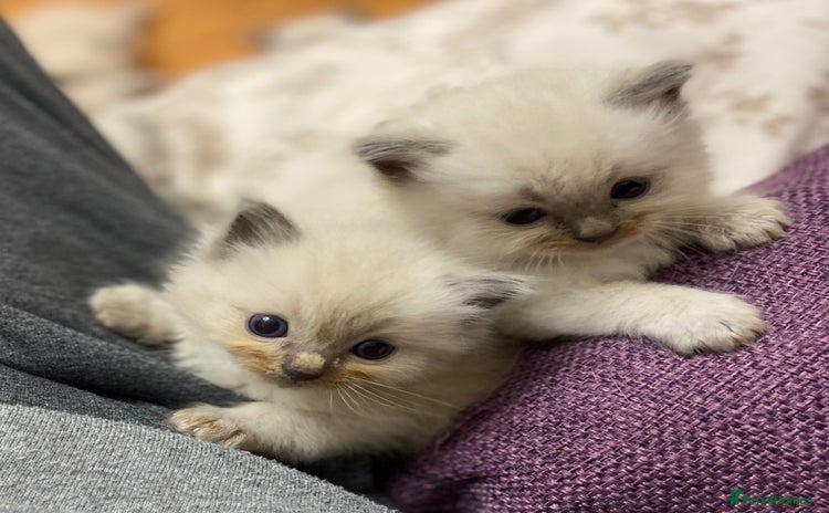 Ragdoll cats - Advert 2