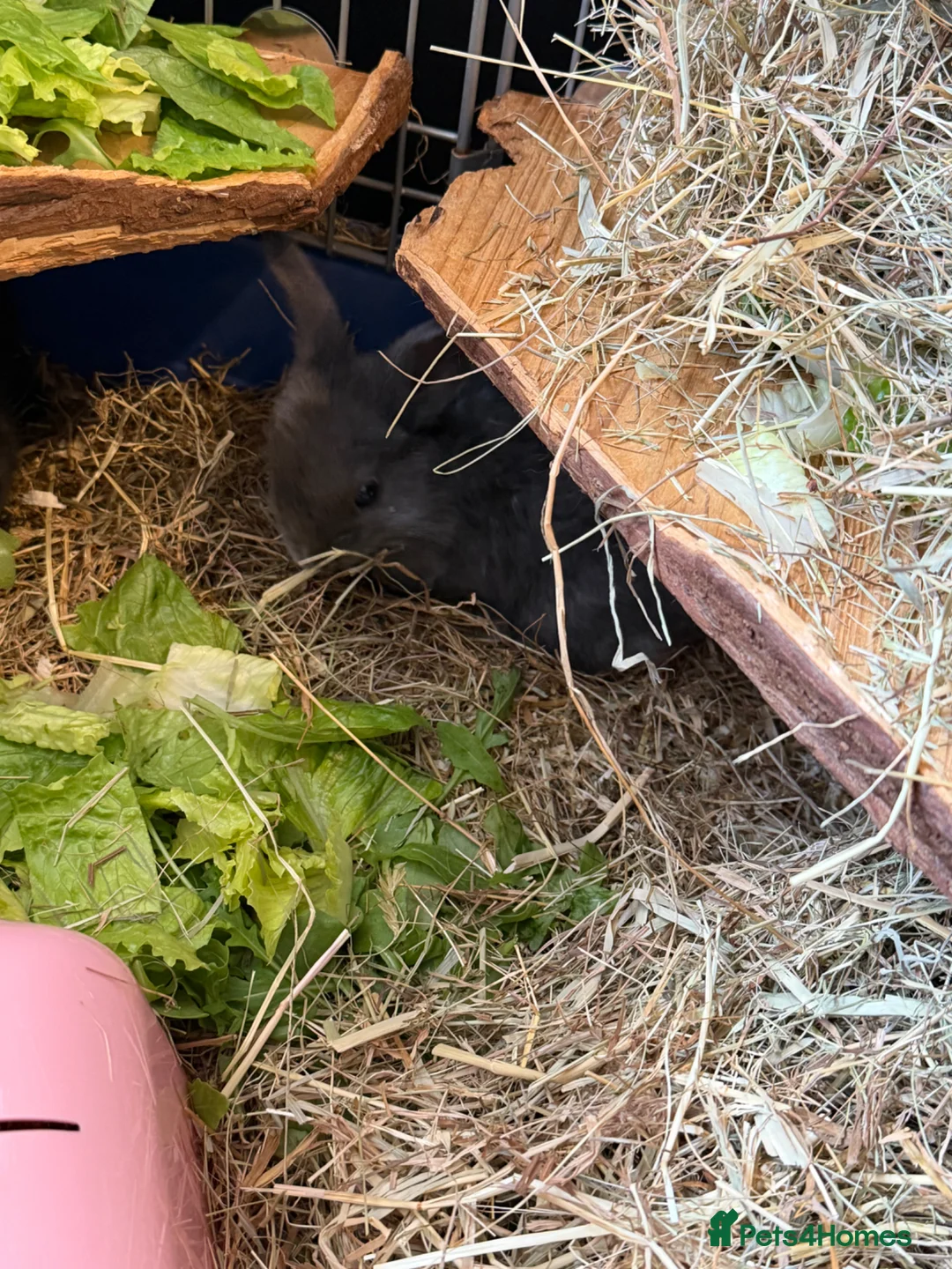 Mixed Breed rabbits for sale: 3 boy baby bunnies  in Egham - Advert 4