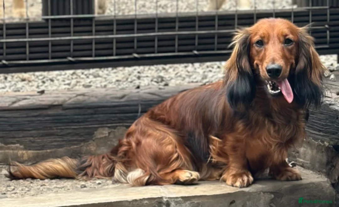 Dachshund dogs for sale: KC Standard Long Haired Dachshund Puppies - Advert 10