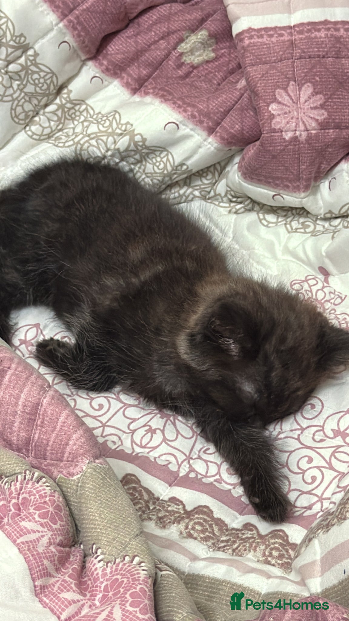 American Shorthair cats for sale: Beautiful Kitten - Advert 4