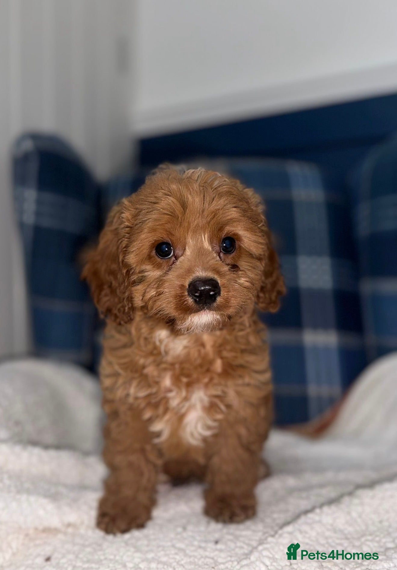 Cavapoo dogs 🩷💙Outstanding Red Cavapoo Puppies💙🩷 - Advert 2