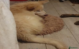 German Shepherd dogs for sale: Stunning white puppy 6 months old ready now in Horsham - Image 25