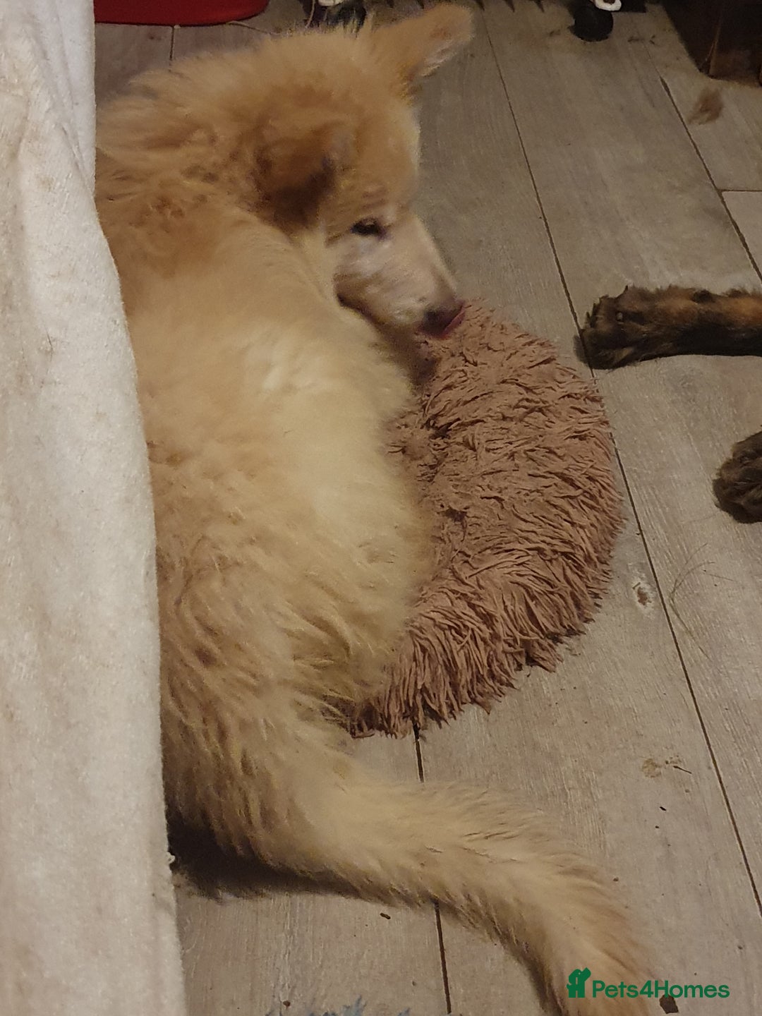 German Shepherd dogs for sale: Stunning white puppy 6 months old ready now in Horsham - Image 25