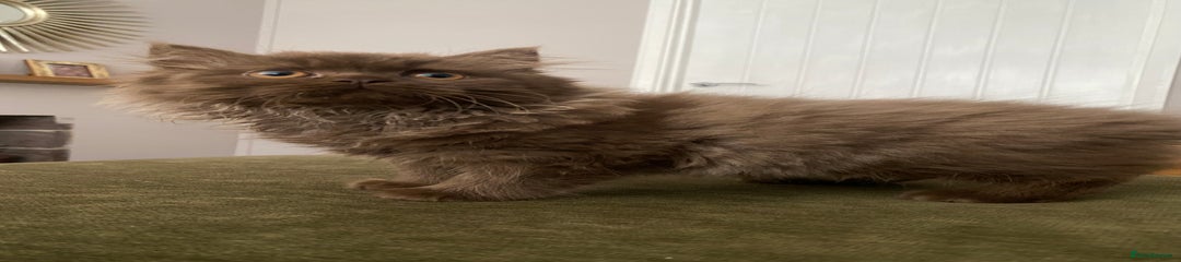 Chocolate Longhair Girl