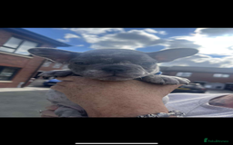 French Bulldog dogs for sale: Tri-colour Blue Merle Frenchie pups - Image 33