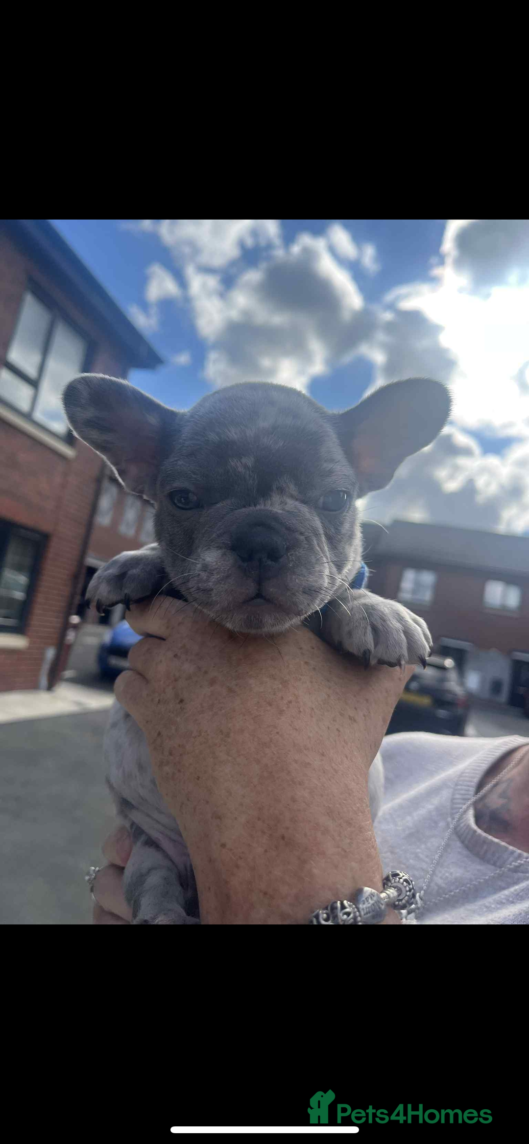 French Bulldog dogs for sale: Tri-colour Blue Merle Frenchie pups - Image 33