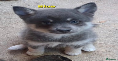 Pomsky dogs - Advert 4