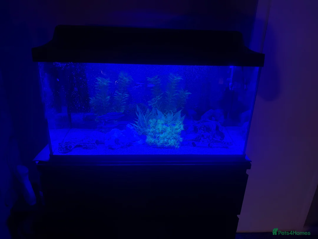 Other/Mixed Breed fish for sale: 105 litre full tropical fish tank set up  - Advert 5