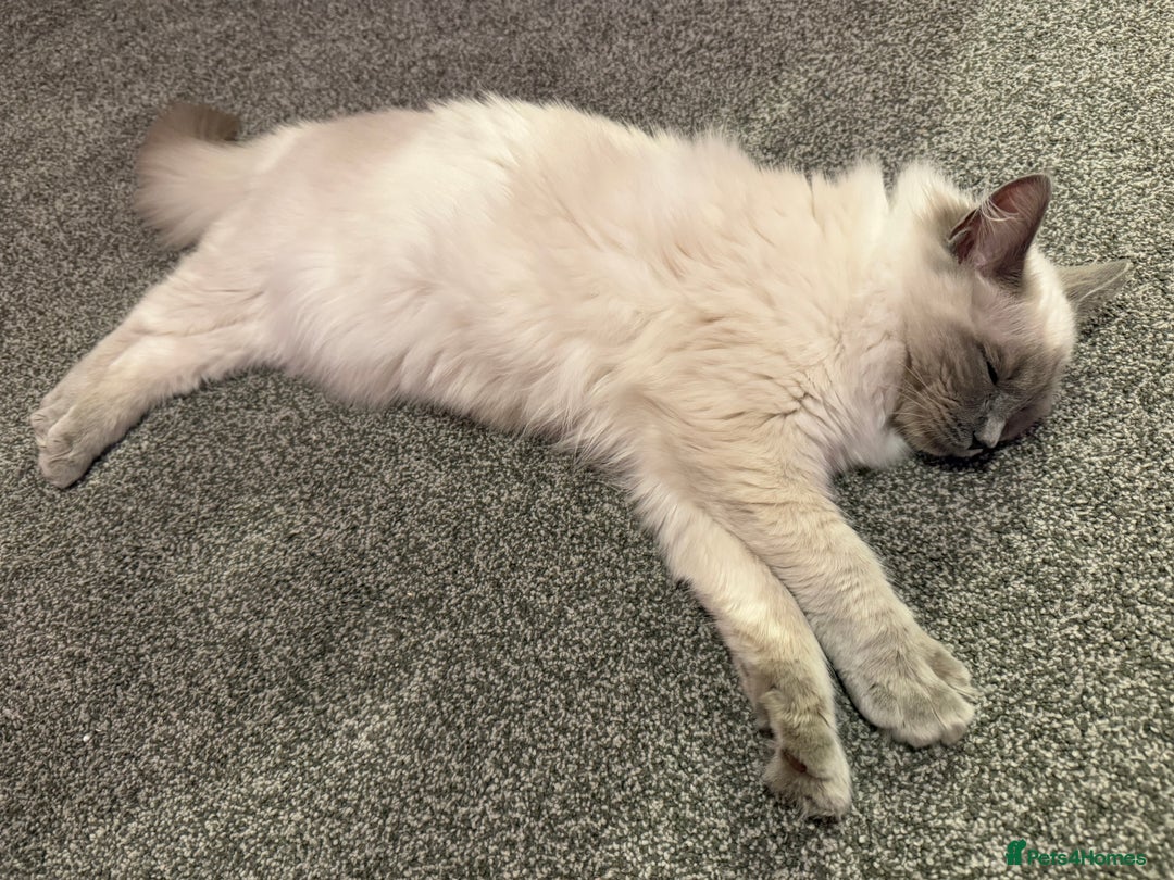 Ragdoll cats for sale: RAGDOLL looking for new home  - Advert 2