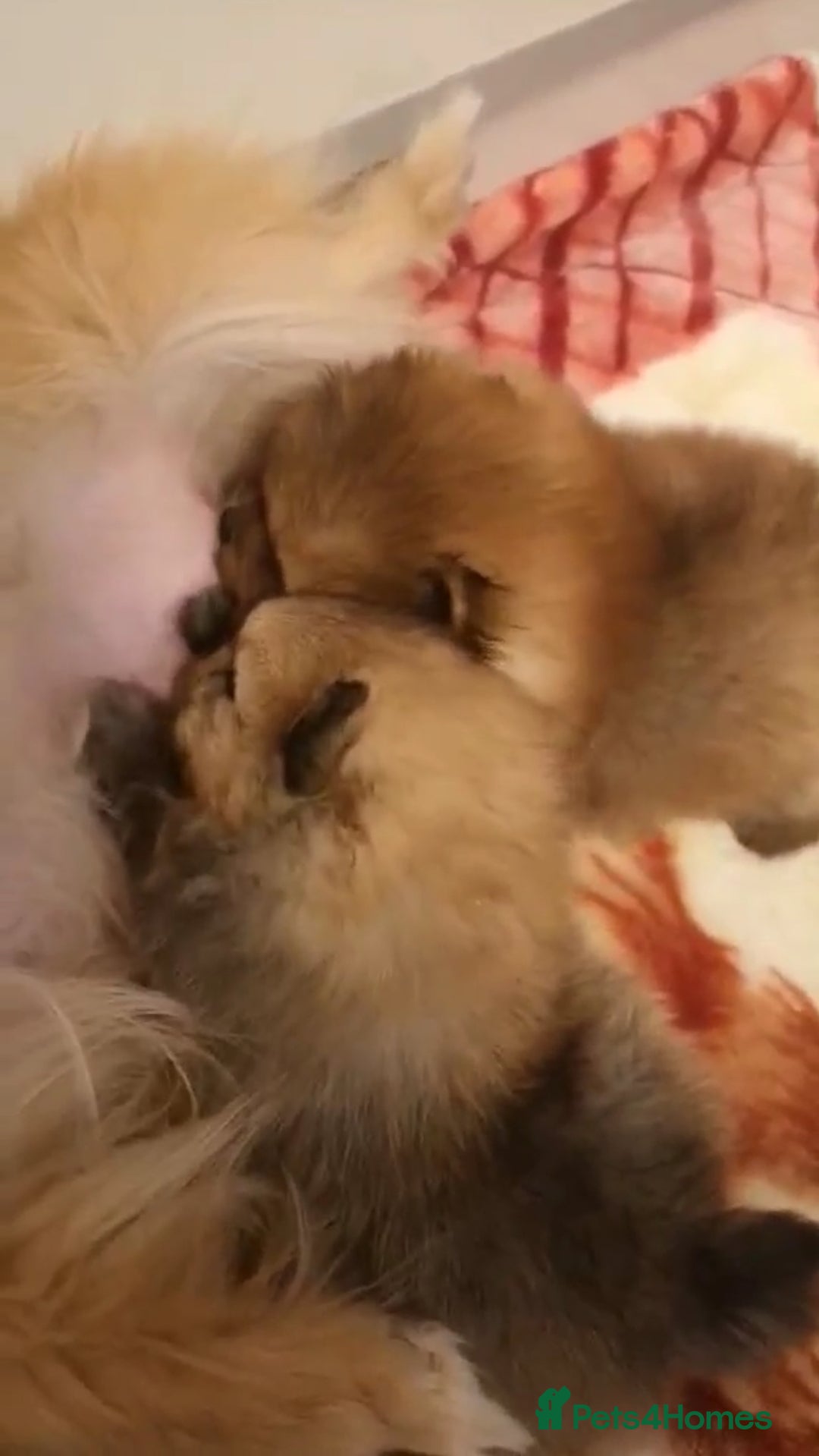 Pomeranian dogs for sale: Beautiful Pomeranian puppies - Advert 18