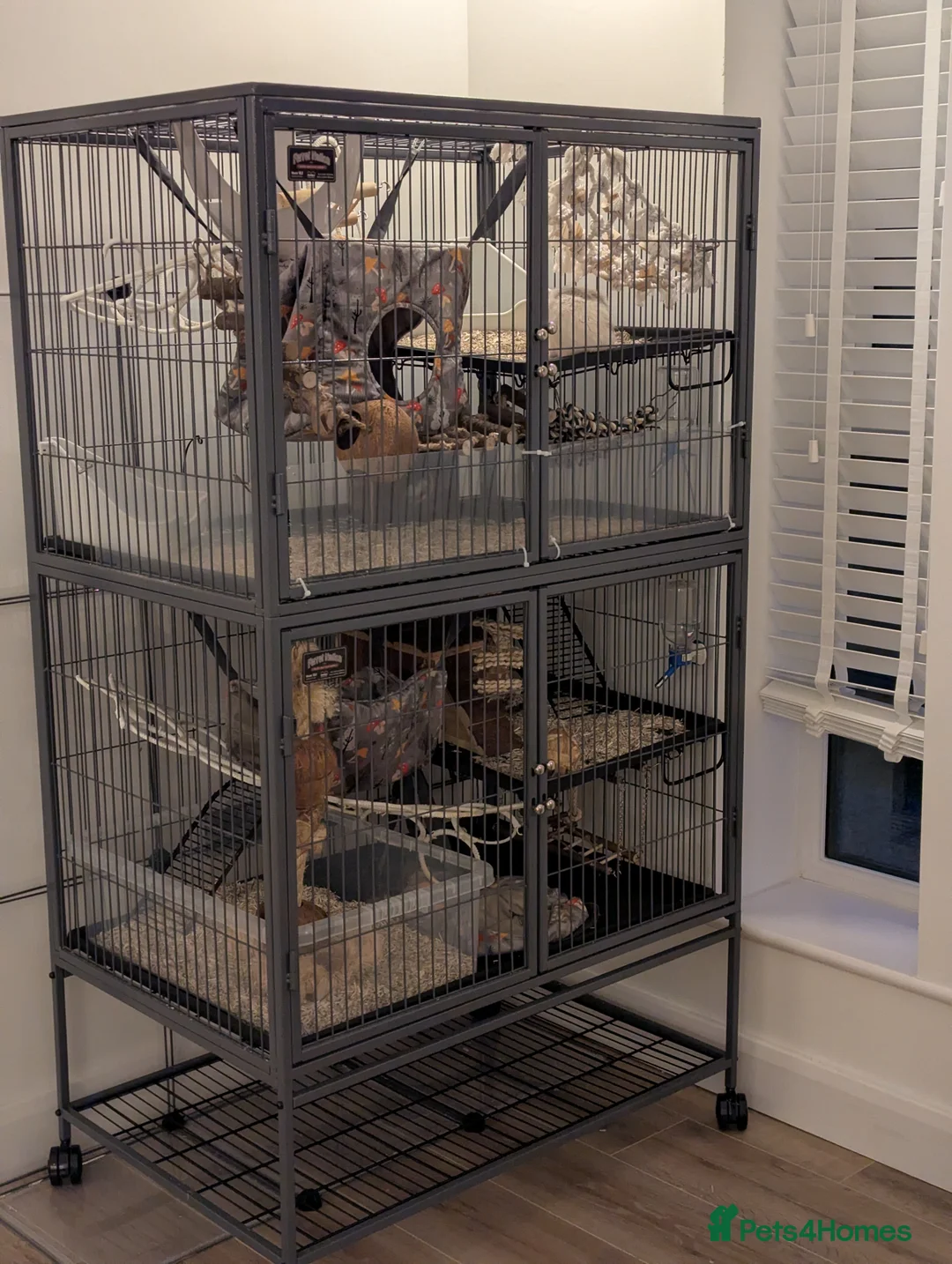 Rat rodents for sale: Rats looking for home - Advert 2